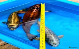 Goldfish fish for sale: GOLDFISH KOI CARP GHOST CARP BUTTERFLY KOI FISH - Image 13