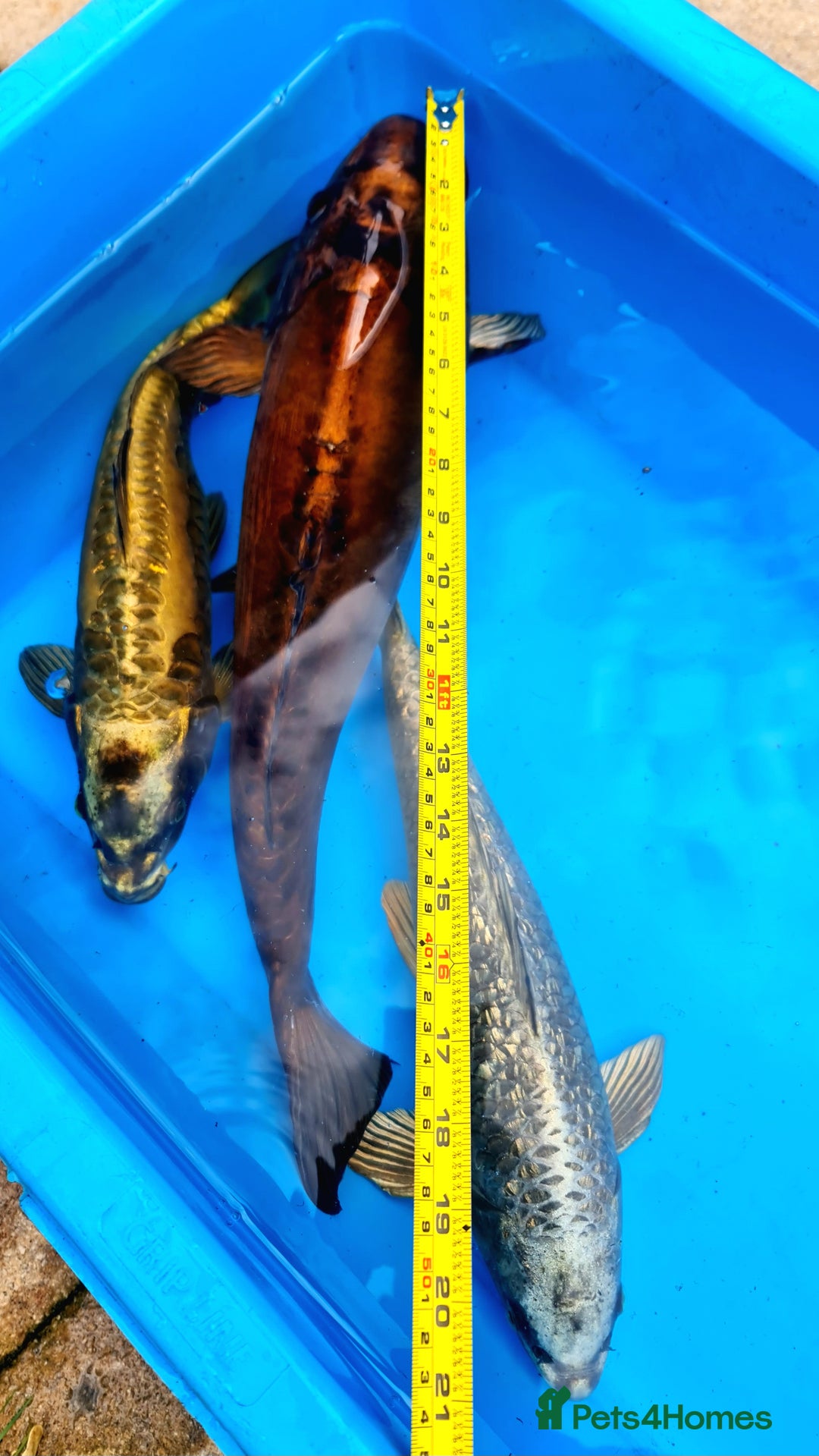 Goldfish fish for sale: GOLDFISH KOI CARP GHOST CARP BUTTERFLY KOI FISH - Image 13