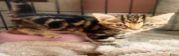 Mixed Breed cats for sale: Bengal x mixed litter - Advert 5