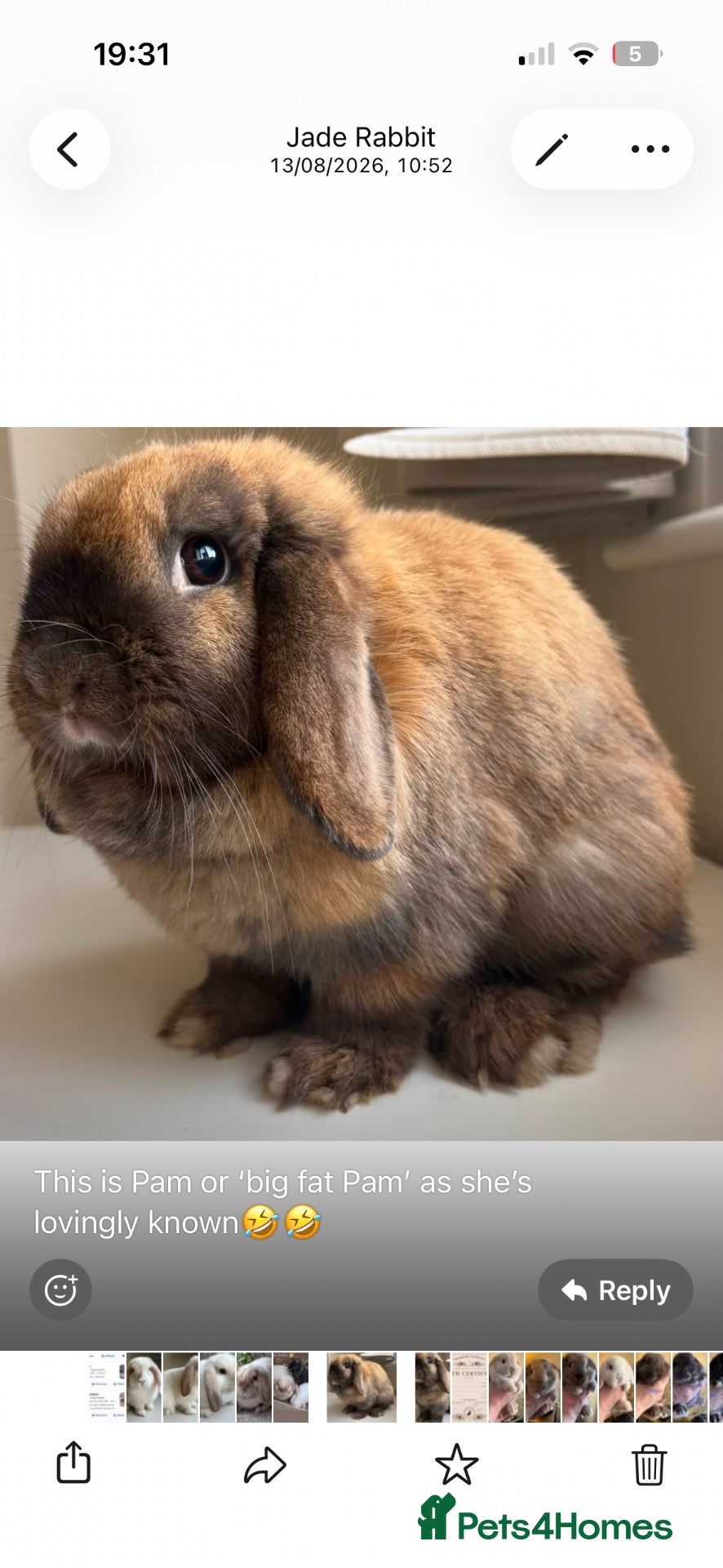 Mini Lop rabbits 1 year old female mini lop  - Advert 1