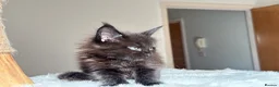 Maine Coon cats for sale: Now 2 TICA Registered Mainecoon kittens  - Advert 3
