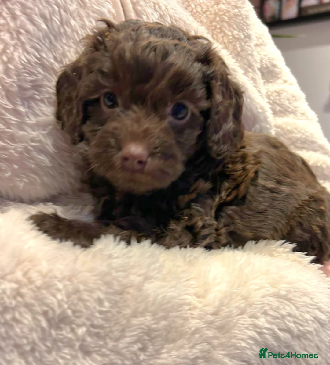 Cockapoo dogs for sale: 4 beautiful cockerpoo pups - Advert 14