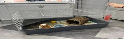 Guinea Pig rodents for sale: 2 x male guinea pigs  - Advert 5