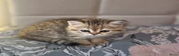 Scottish Fold cats for sale: Tica full pedigree scottish fold kittens london  - Advert 31