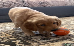 Golden Retriever dogs for sale: Dark Red Golden Retriever Pups Ready 1st November - Image 33