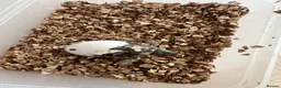 Tortoise reptiles for sale: Uk Bred Dalmatian Hermann tortoise - Advert 5