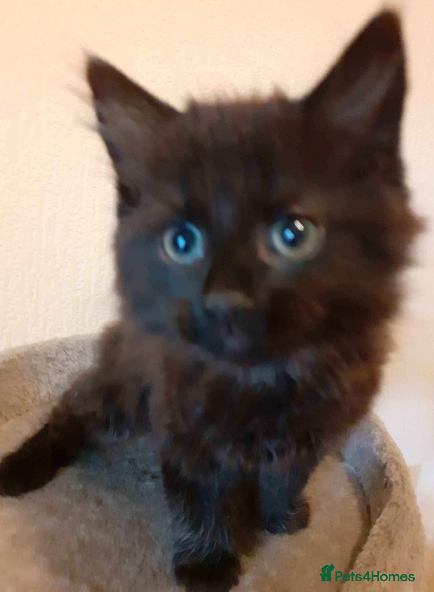 Mixed Breed cats 2 11 week old kittens  - Advert 1
