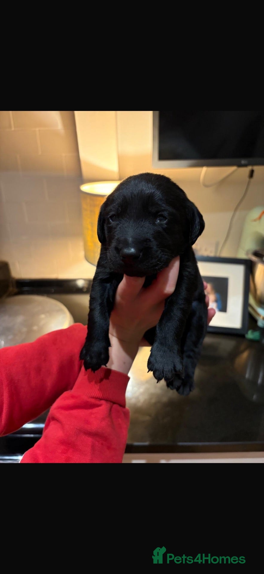 Labrador Retriever dogs Cracking KC Reg Labrador puppies for sale - Advert 2