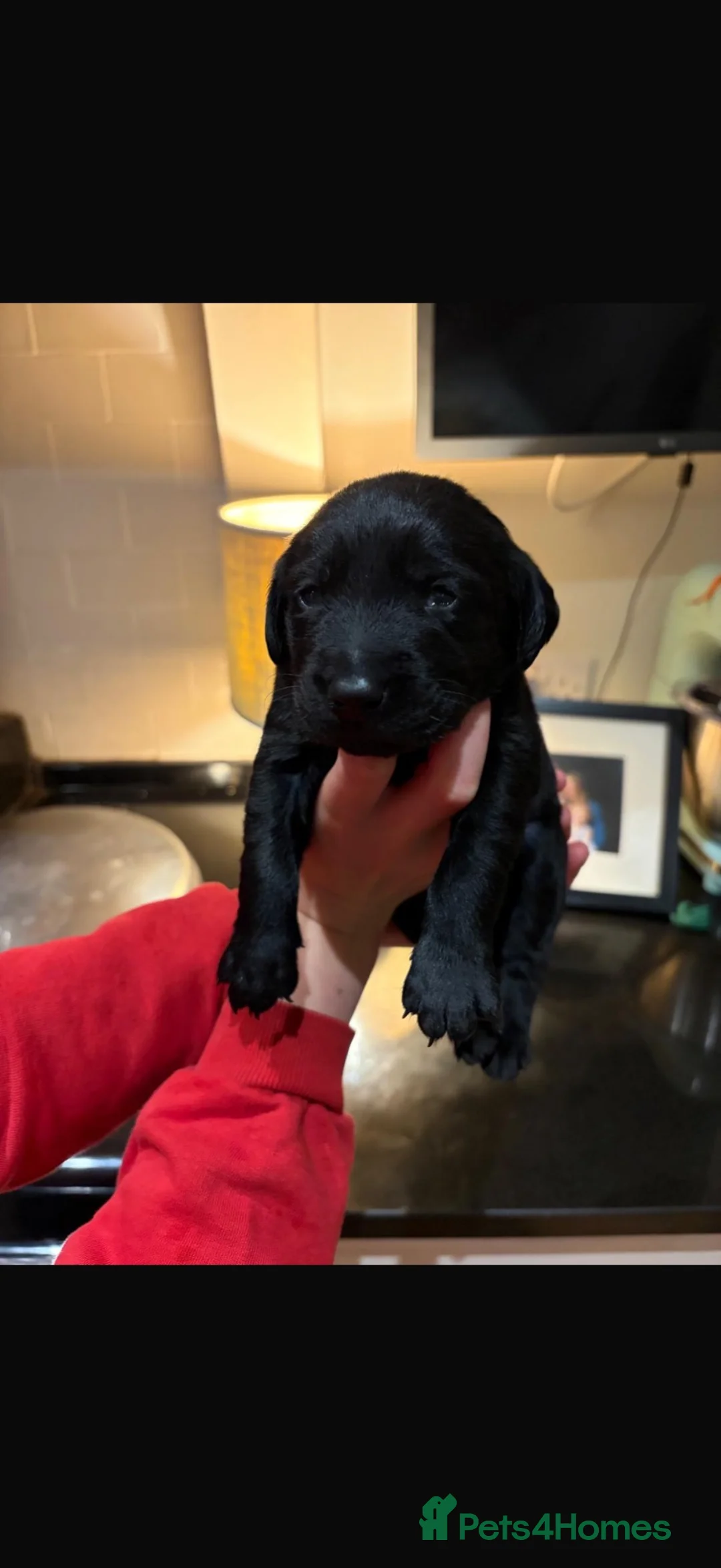 Labrador Retriever dogs for sale: Cracking KC Reg Labrador puppies for sale in Brechin - Advert 2