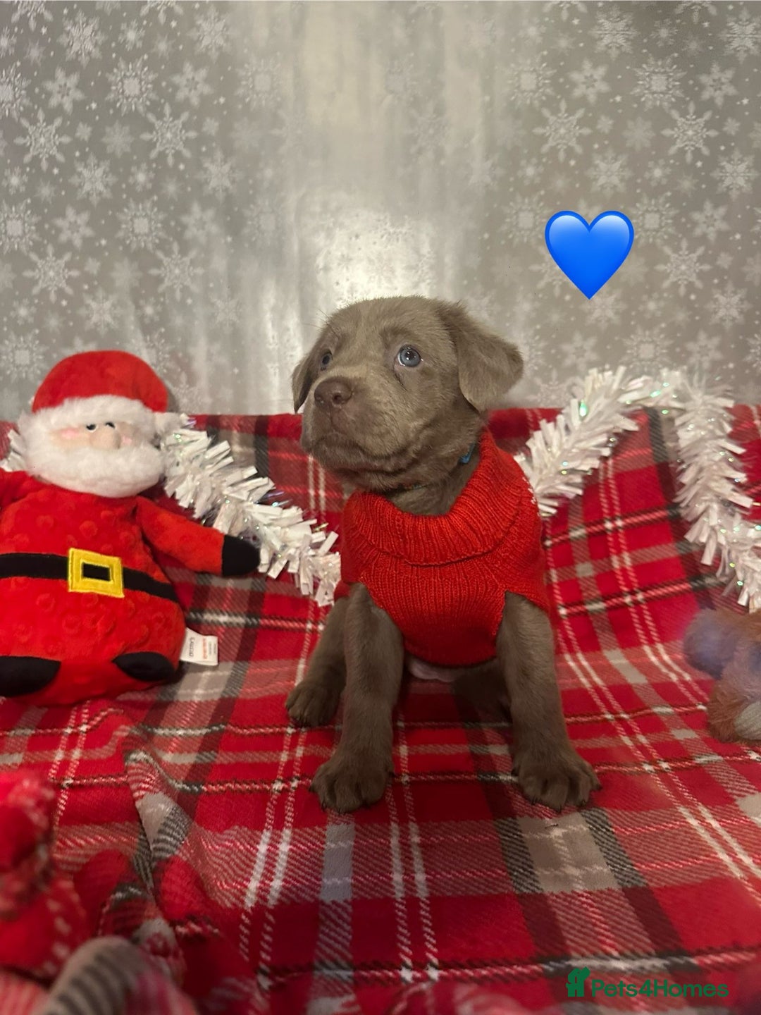 Labrador Retriever dogs for sale: !REDUCED! silver labrador's KC - Advert 10