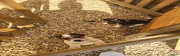 Jack Russell dogs for sale: Puppies for sale - Advert 5