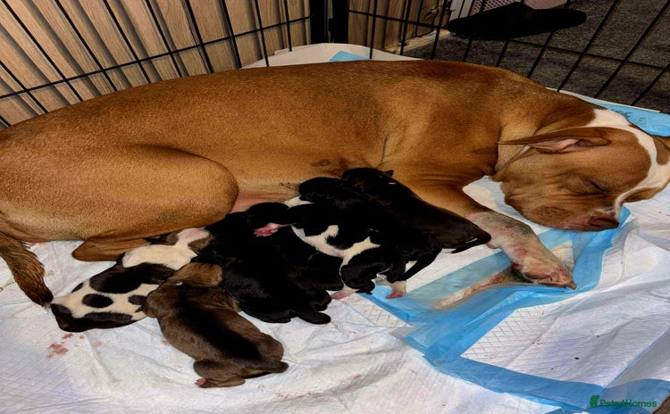 Mixed Breed dogs - Advert 10
