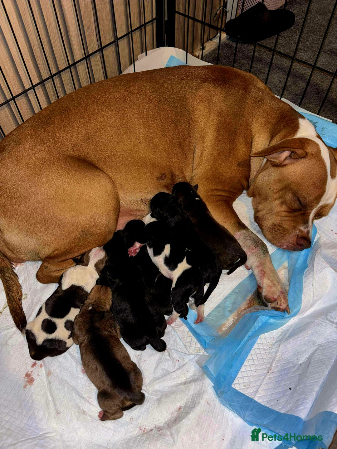 Mixed Breed dogs for sale: Staffy cross  - Image 1