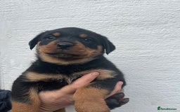 Rottweiler dogs for sale: Outstanding litter of Rotweiller Puppies  - Image 8