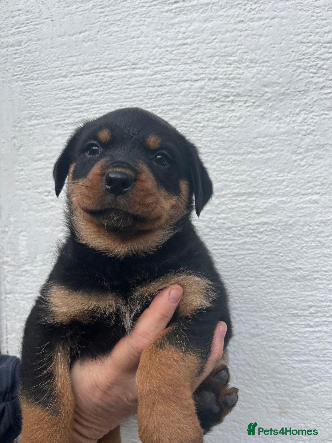 Rottweiler dogs for sale: Outstanding litter of Rotweiller Puppies  - Image 8