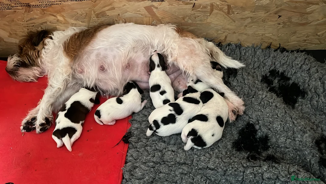 Mixed Breed dogs for sale: Parson Russell X mini Biewer rough coated pups  - Advert 2