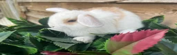 Mini Lion Lop rabbits for sale: Gorgeous Mini lion lops  - Advert 11