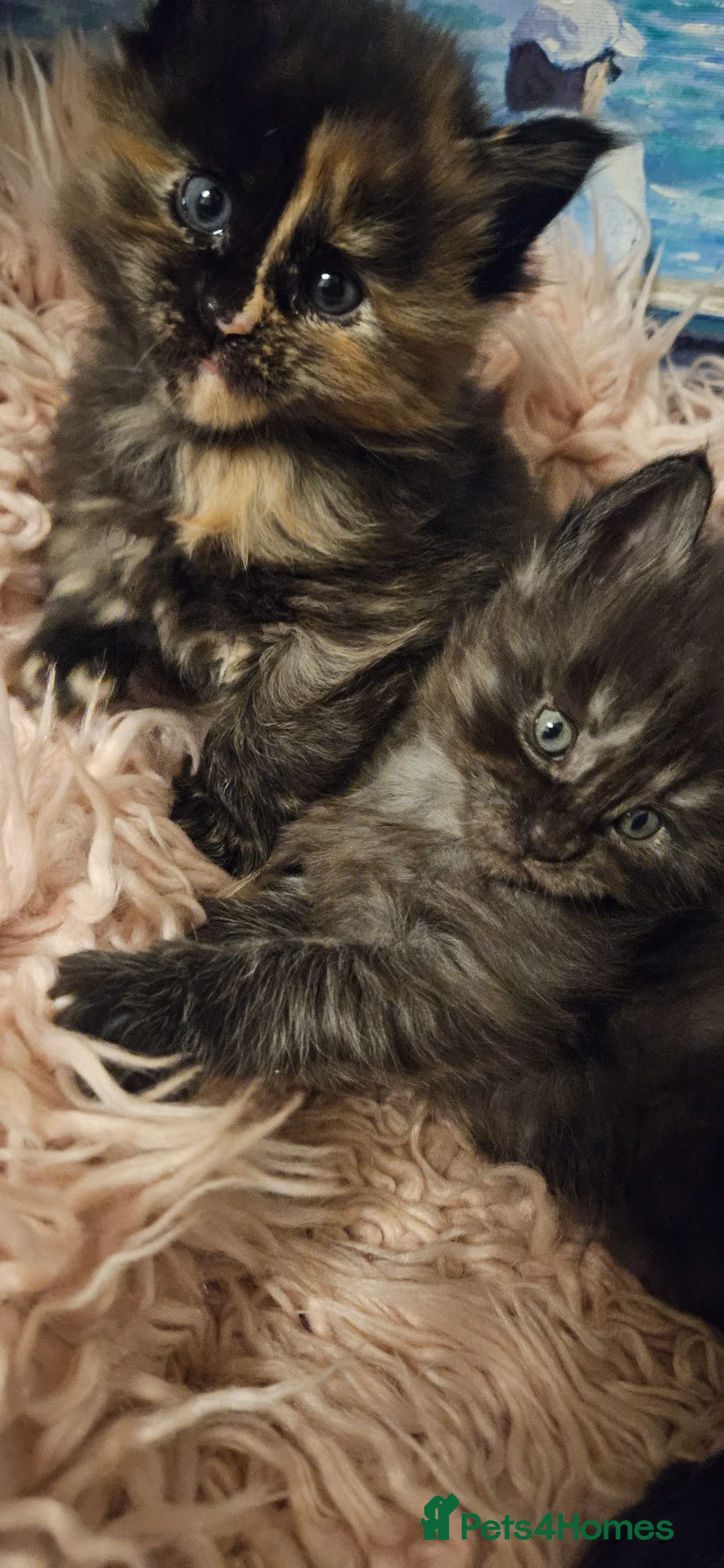 Maine Coon cats for sale: Beautiful tica registered maine coon kittens  - Advert 9