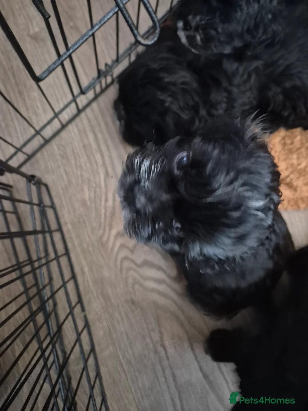 Mixed Breed dogs for sale: £800 Cocker spaniel shihtzu cross puppies  - Advert 4