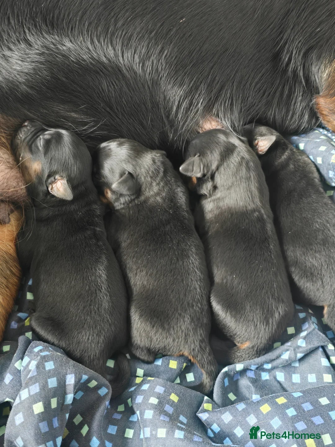 Rottweiler dogs for sale: Rottweiler pups - Advert 7