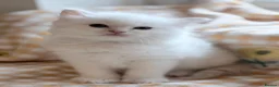 Ragdoll cats for sale: TICA Registered Ragdoll Kittens - Advert 4