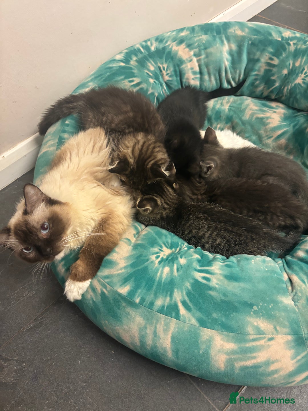 Ragcoon cats for sale: Ragcoon kittens Ready Now!  - Image 5
