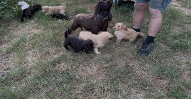 Cockapoo dogs - Advert 6