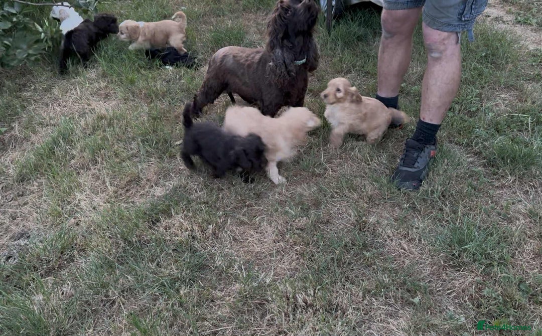 Cockapoo dogs for sale: F1 beautiful  cockapoo puppy’s  - Image 7