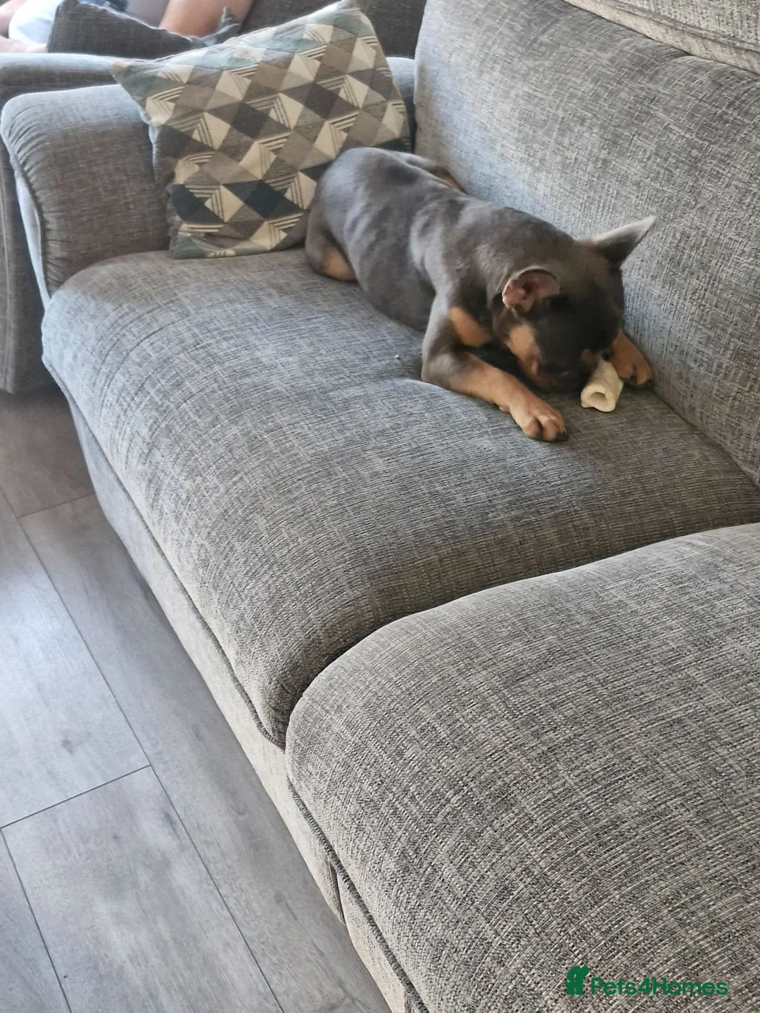 French Bulldog dogs for sale: REGGIE 9mth old  in Burton-on-Trent - Advert 2