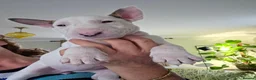 Bull Terrier dogs for sale: Outstanding Quality Bull Terrier Puppies - Advert 6
