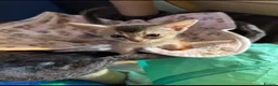 Abyssinian cats for sale: Three Abyssinian sisters looking for a new home - Advert 5