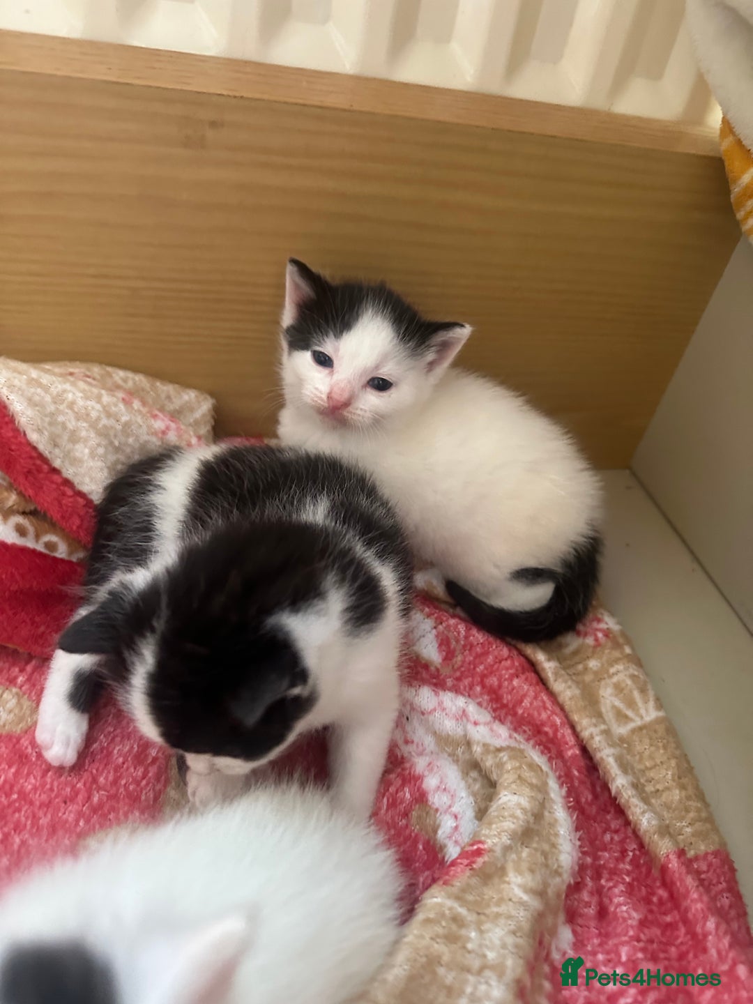 Mixed Breed cats for sale: Fluffy kittens - Image 14