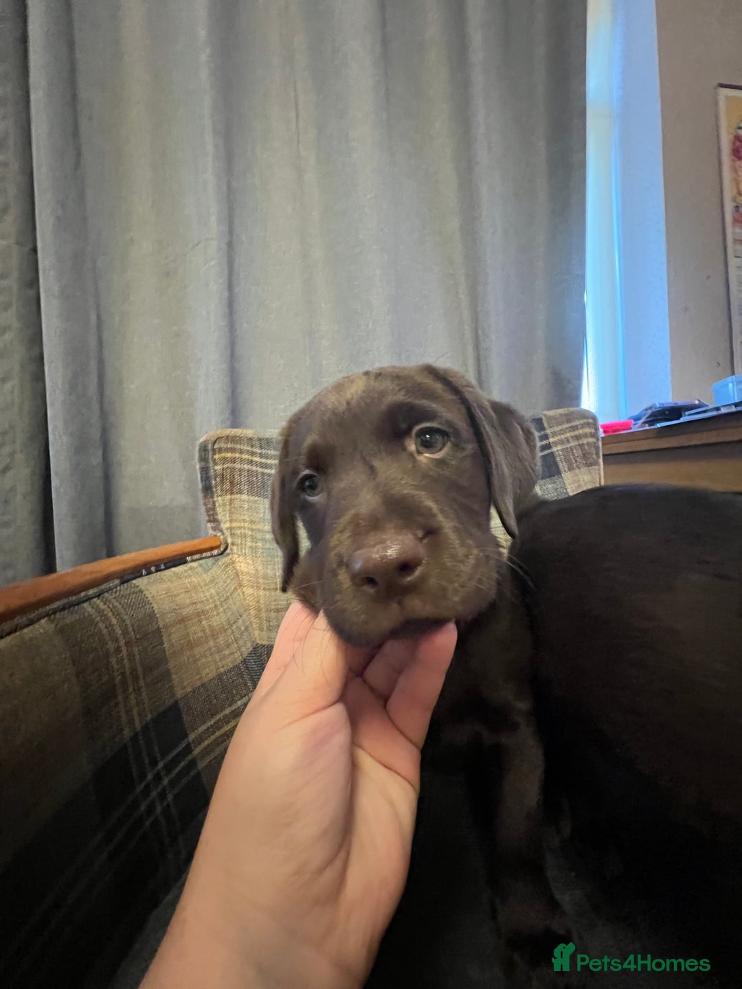 Labrador Retriever dogs for sale: Labrador Retriever puppies - Image 17