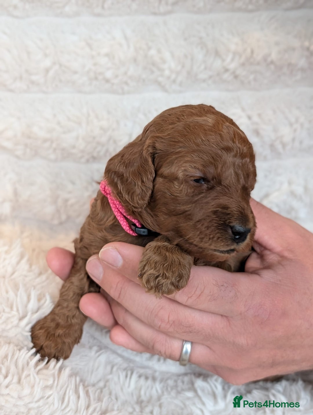Cockapoo dogs for sale: Red Miniature Cockapoos – F1B - Advert 9