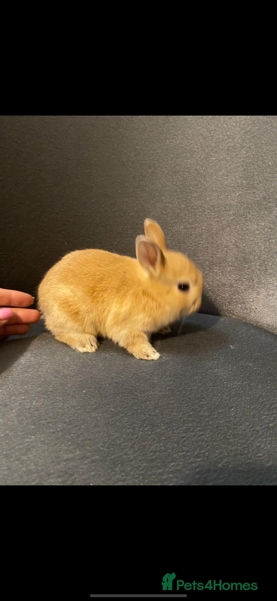 Netherland Dwarf rabbits Bunny - Advert 1