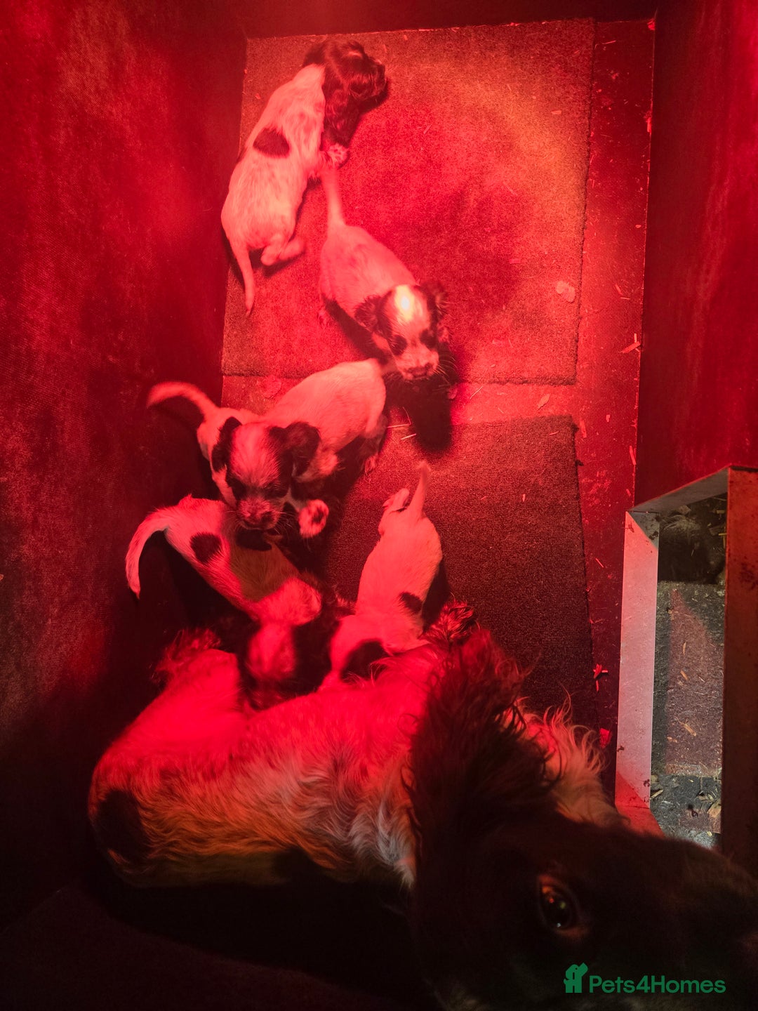 Cocker Spaniel dogs for sale: Cocker Spaniel pups  - Advert 2