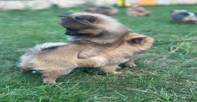 Pomeranian dogs - Advert 7