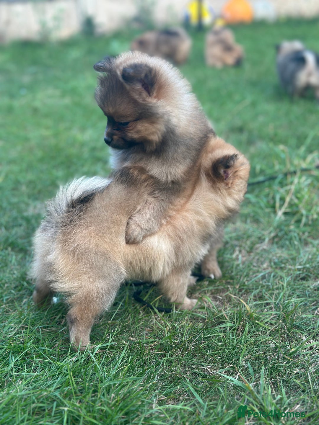 Pomeranian dogs for sale: 5 BEAUTIFUL TEDDY TYPE FOXY POMERANIANS - Image 2