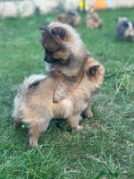 Pomeranian dogs - Advert 15