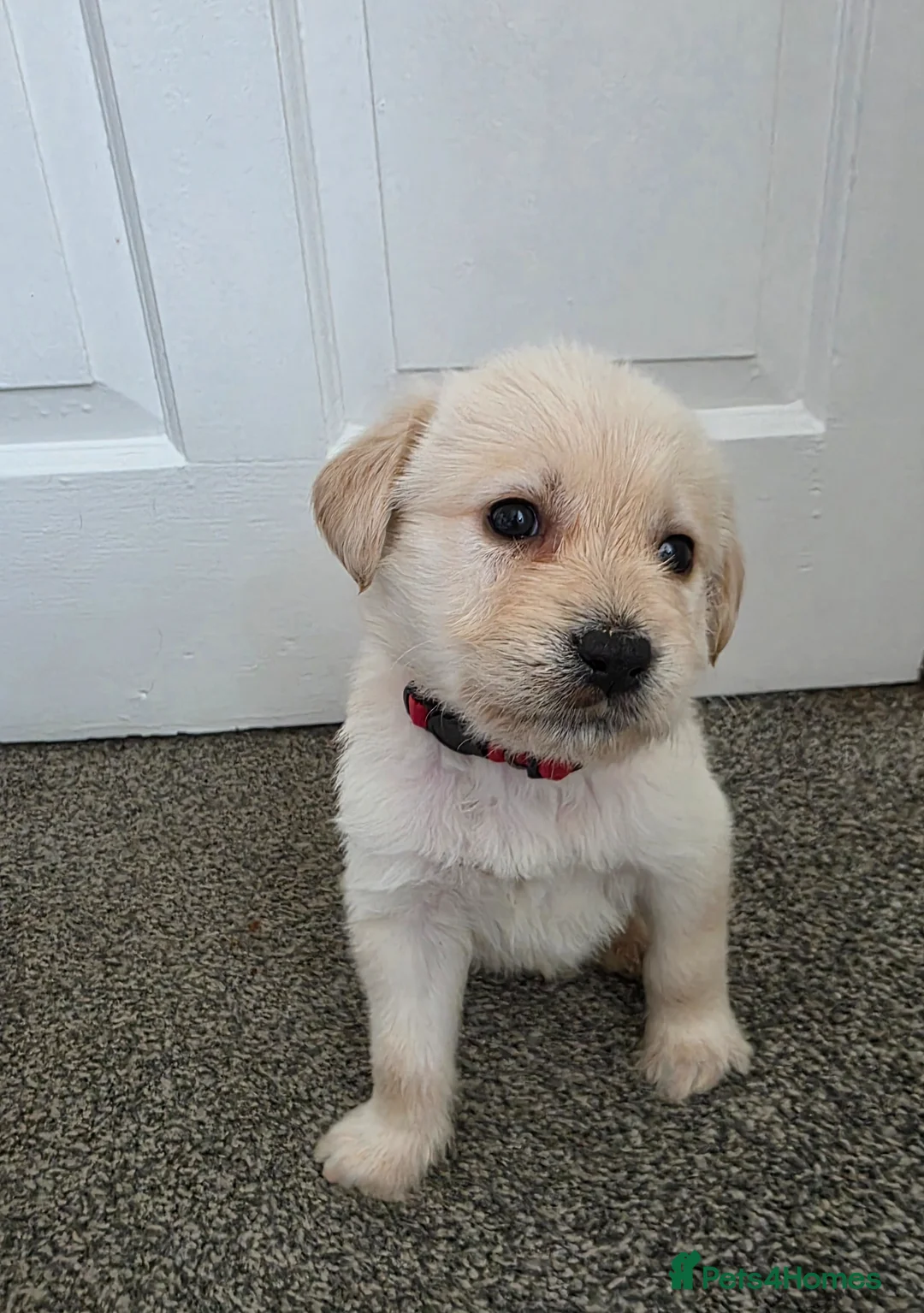 Mixed Breed dogs for sale: Multi-Generational Labradoodle Puppies - Advert 2