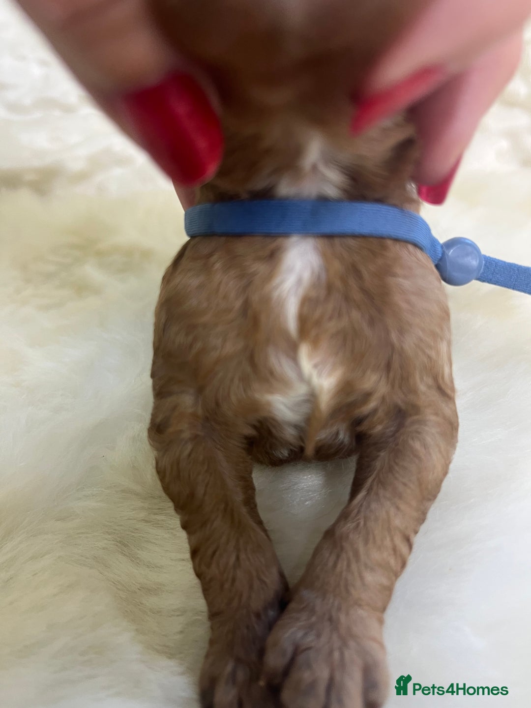 Cavapoo dogs for sale: Top Class Extensively tested F1b Toy Cavapoo pups - Image 34