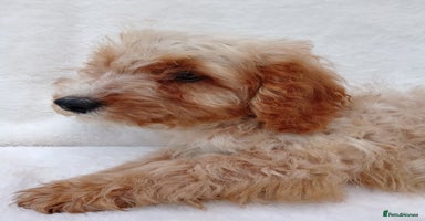 Cavapoo dogs - Advert 6