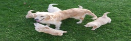 Golden Retriever dogs for sale: Stunning Health Tested Golden Retriever Puppies - Advert 15