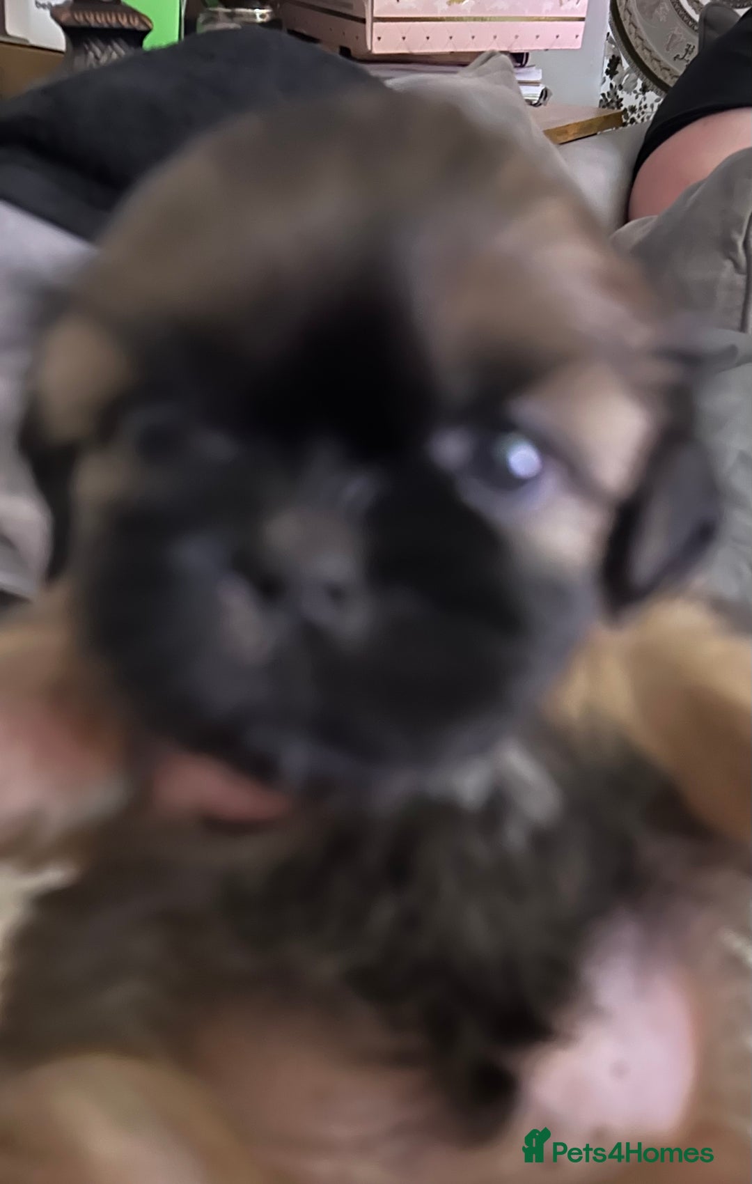 Shih Tzu dogs for sale: Beautiful shih tzu pups for sale  - Advert 18