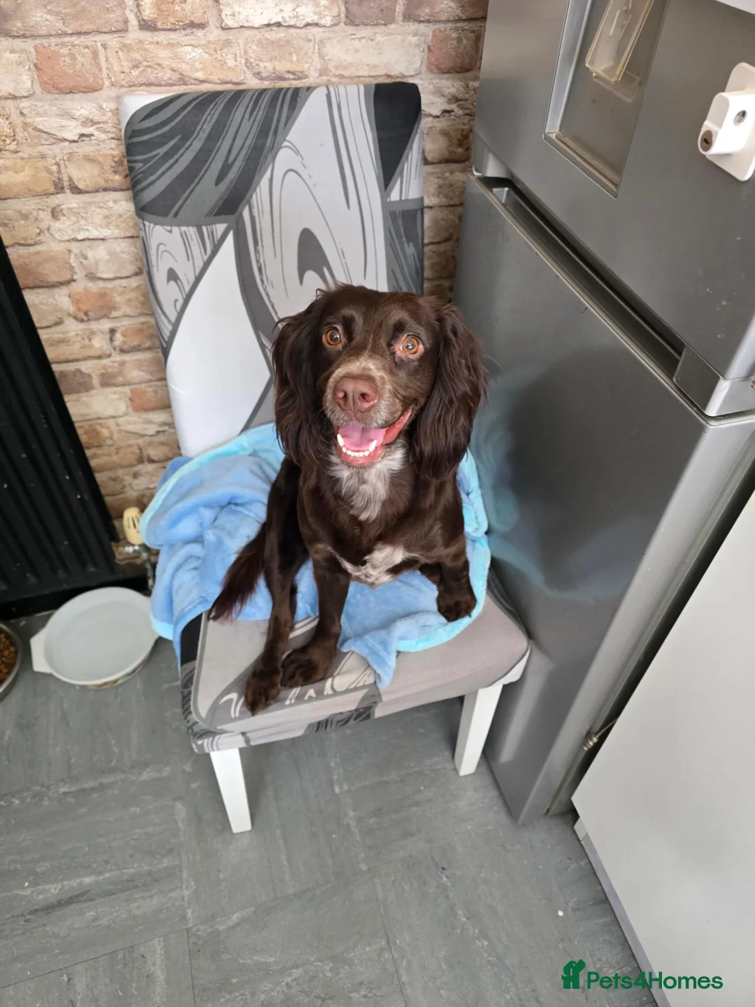 Cocker Spaniel dogs for stud: Miss luna  - Advert 2