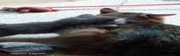 Maine Coon cats for sale: Maine coon x Bengal x Russian Blue mixed litter - Advert 3