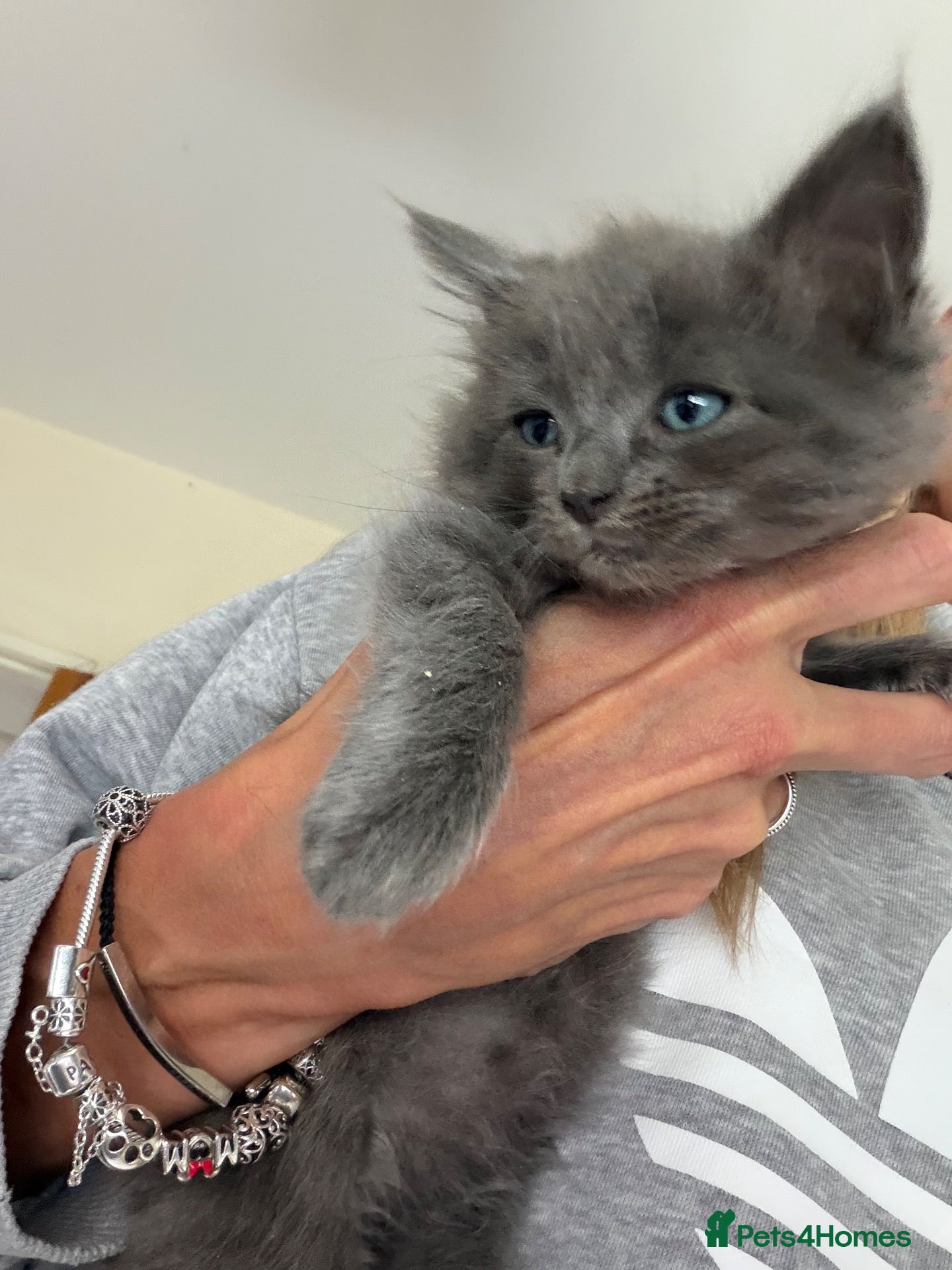 Ragdoll cats 2 stunning solid blue ragdoll cross kittens - Advert 1