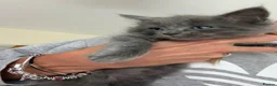 Ragdoll cats for sale: 2 stunning solid blue ragdoll cross kittens - Advert 1