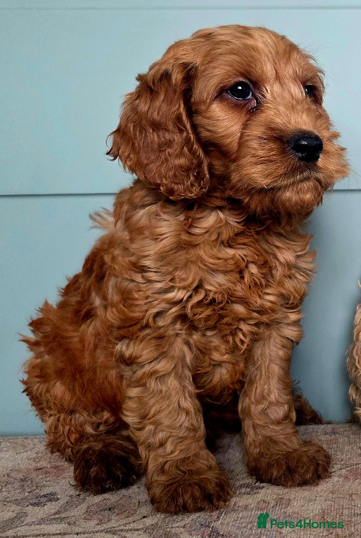 Cockapoo dogs for sale: COCKAPOO  in Blackburn - Advert 10
