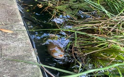 Koi Carp fish for sale: 3 Koi fish for sale - Image 3